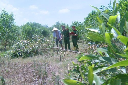 Không được chăn thả bò, chặt phá hơn 700 cây keo của hàng xóm