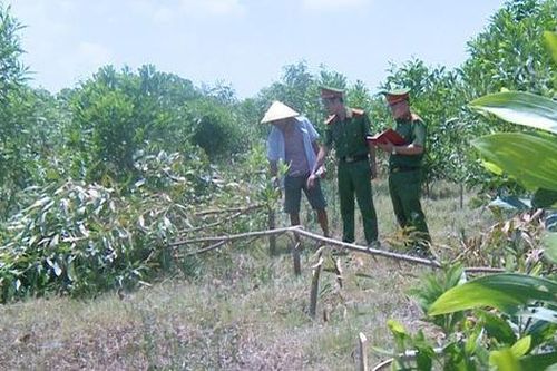 Không được cho chăn thả bò, 3 đối tượng đốn hạ hơn 700 cây keo trong đêm