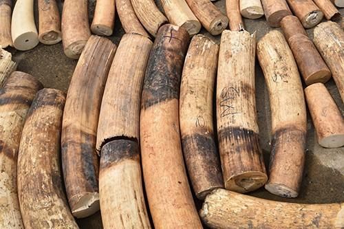 Bị bắt giữ quả tang khi đang giao dịch nhiều bao tải ngà voi châu Phi