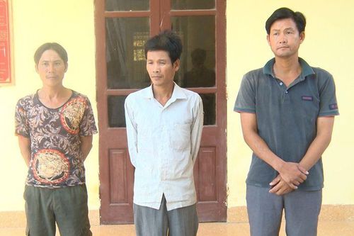 Chặt phá hơn 700 cây keo để 'trả đũa' vì không cho thả bò trong vườn