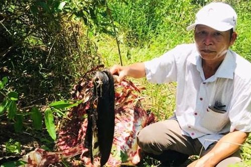 Báo động nạn giết hại động vật quý hiếm