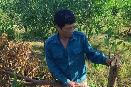 700 cây keo bị đốn lìa gốc trong đêm