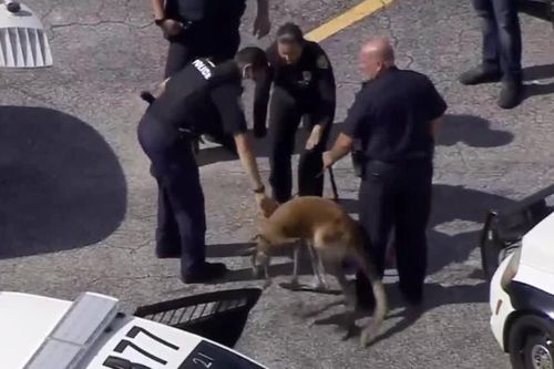 Kangaroo ở Florida bị cảnh sát bắt vì chạy lung tung
