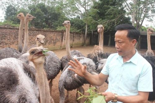 Làm giàu từ nuôi đà điểu