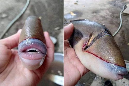 Phát hoảng với loài cá có hàm răng giống hệt con người