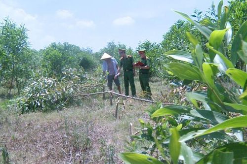 Mâu thuẫn vì bị đuổi không cho chăn thả bò, 3 đối tượng 'trả đũa' chặt phá hơn 700 cây keo