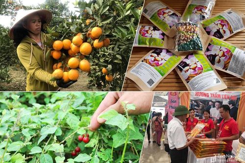 Bí quyết xây dựng sản phẩm OCOP ở Nghệ An