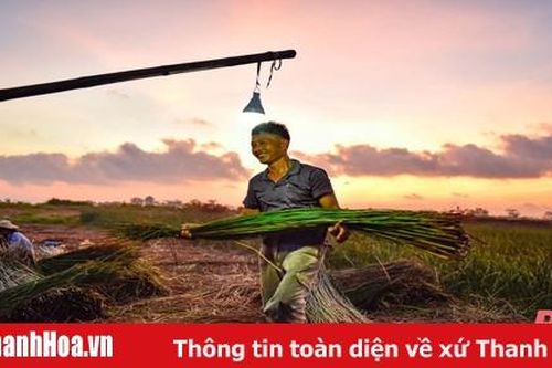 Nông dân Thanh Hóa chong đèn thu hoạch cói để tránh nóng