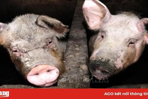 Việt Nam đủ khả năng xét nghiệm và phát hiện virus cúm lợn