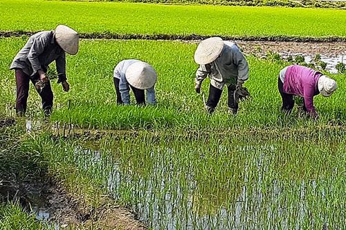 Ðiện Biên Ðông tập trung gieo cấy vụ mùa