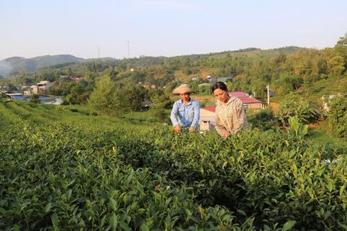 Cần giải pháp chiến lược để nâng cao giá trị ngành chè
