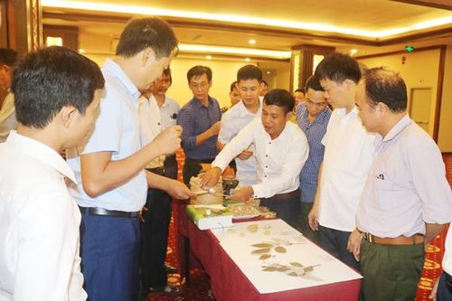 Bàn giải pháp khai thác và phát triển bền vững nhựa cánh kiến trắng