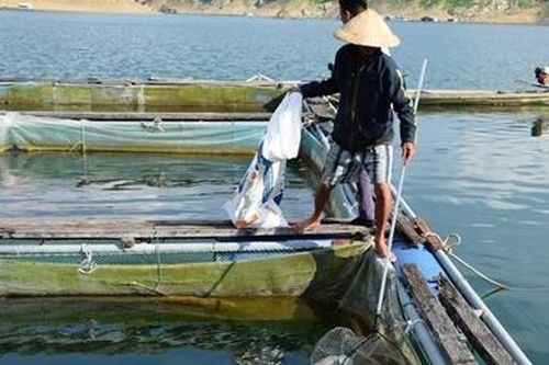 Cá lồng bè liên tục chết không rõ nguyên nhân