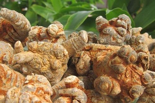 Bài thuốc trị u xơ tuyến tiền liệt