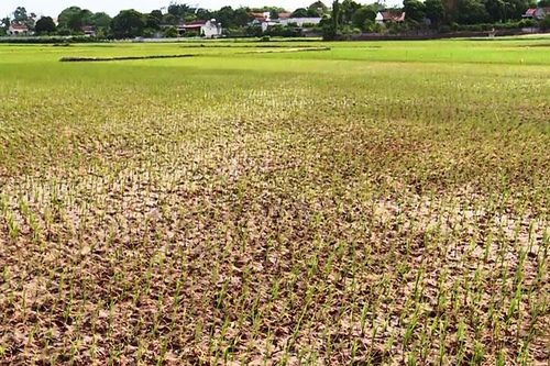 Thanh Hóa nỗ lực chống hạn cho cây trồng
