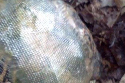 Thấy vật thể kỳ dị trong rừng, vị bác sĩ tò mò tiến đến gần và sững sờ nhận ra 'cố nhân'