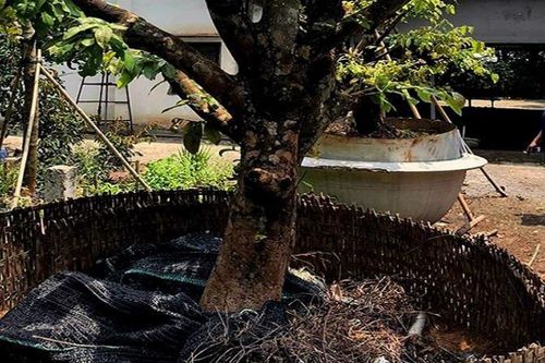 Bắt nhóm trộm cây mai hàng trăm triệu đem đi nơi khác tiêu thụ