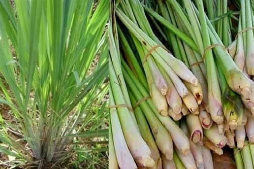 Không trồng cây này trong nhà có thể bạn sẽ hối hận - dưới đây chính là nguyên nhân