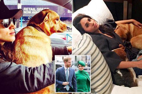 Meghan không đón chó cưng về sống cùng để 'giữ hòa khí gia đình'