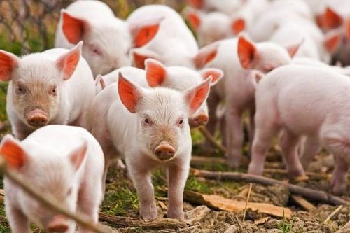 Bộ NN&PTNT đề xuất Thủ tướng về giám sát bệnh cúm lợn