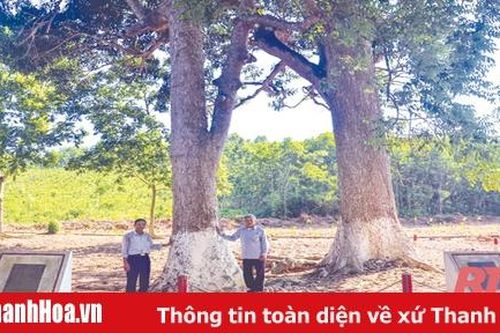 Những cây di sản trên vùng đất Tây Đô