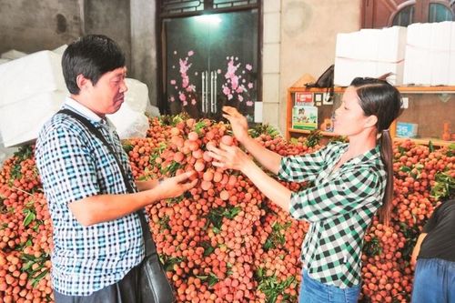 Vải thiều Bắc Giang: Nỗ lực vượt khó thời Covid-19
