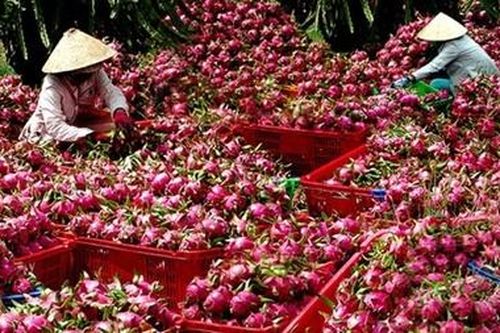 Chế biến để nâng cao giá trị nông sản xuất khẩu