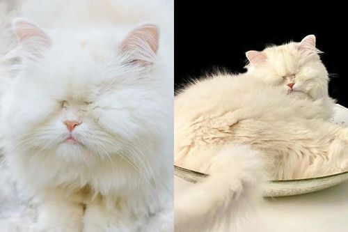 Em mèo mù xinh đẹp này là minh chứng cho sức mạnh của tình yêu thương