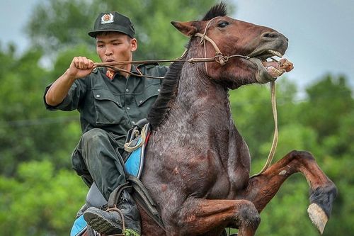 Cảnh sát cơ động thuần hóa ngựa chiến 'bất kham'