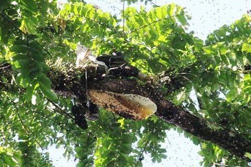 Thiệt mạng khi lấy mật ong