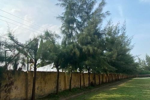 Học sinh bị điều đi cắt tỉa cây tử vong: Điện lực Thanh Hà có thờ ơ?