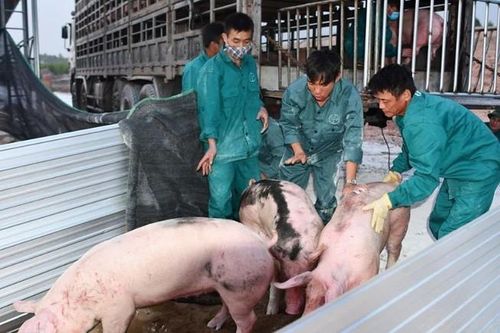 Nhập khẩu thịt lợn: Doanh nghiệp Việt 'e dè'
