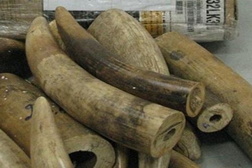 Nhóm bị cáo lĩnh án 32 năm tù vì buôn bán hơn 200 kg ngà voi