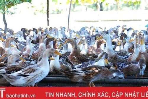 Lần đầu tiên nuôi thành công giống vịt biển trên vùng đất cát ở Hà Tĩnh