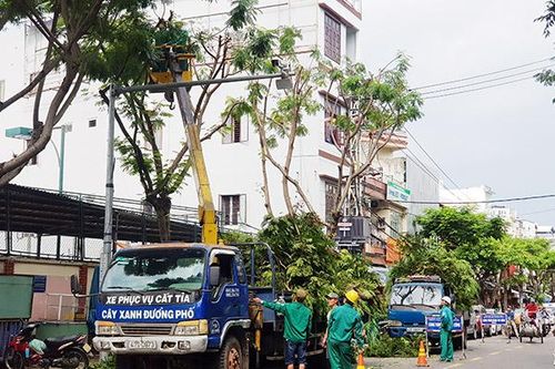 Đà Nẵng: Cắt tỉa 51.207 cây xanh để phòng chống bão năm 2020