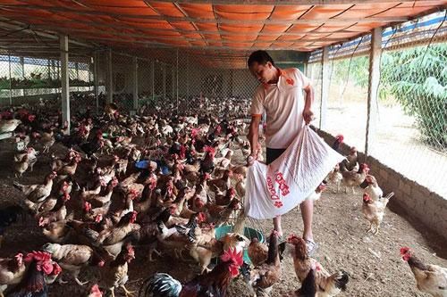 Hà Nội: Khởi nghiệp với 20 con gà mái, chàng trai nghèo nhất làng lên đời nhà lầu xe hơi