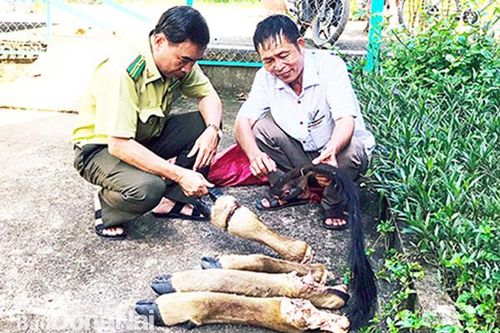 Hành vi phá rừng, săn bắt động vật rừng có thể bị xử lý hình sự