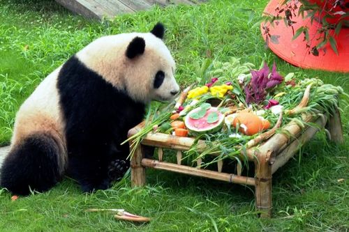 Sinh nhật mừng 2 tuổi của bé gấu trúc nặng 67 kg