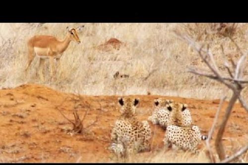 Đang gặm cỏ, linh dương bị tóm gọn bởi ba con báo cheetah
