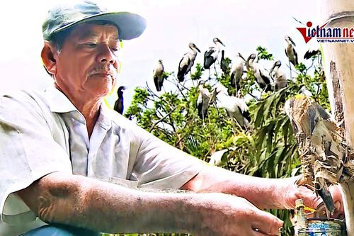 Vườn chim quý liên tục bị phá tổ, bắt trộm chim non bán cho quán nhậu