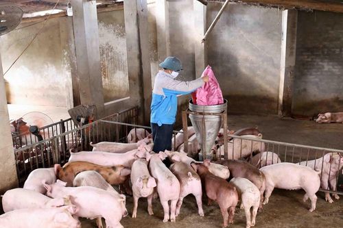 Trà Vinh: Nhiều hộ chăn nuôi gặp khó khăn khi tái đàn lợn