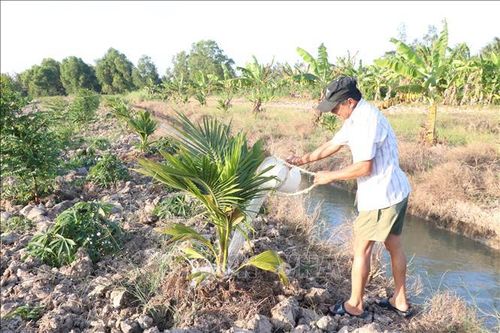 Các biện pháp ứng phó với hạn mặn ngay từ mùa mưa