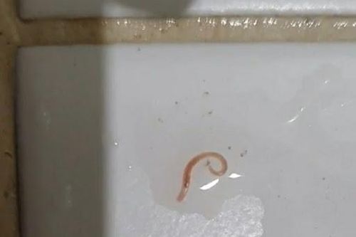 Xuất hiện sinh vật lạ trong nước máy ở Hàn Quốc