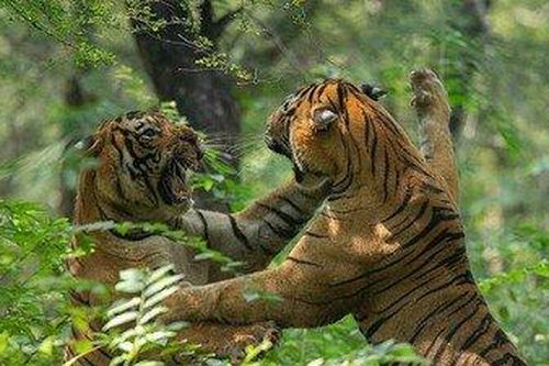 Anh em nhà hổ điên cuồng choảng nhau trước mặt hổ cái