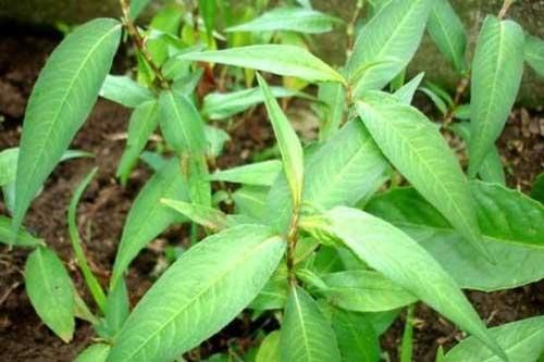 Những điều cần biết khi ăn rau răm, cẩn thận nguy hại sức khỏe