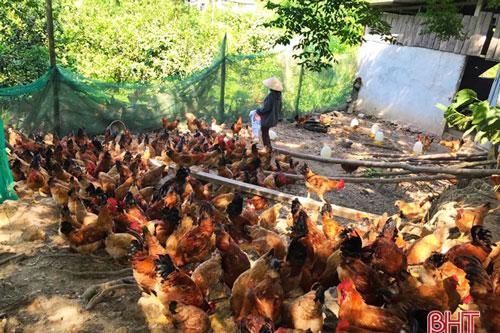 Hà Tĩnh: Làm giàu từ vùng đất đồi hoang hóa