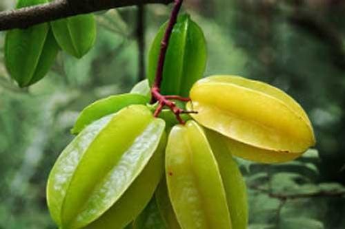 Bị những bệnh này đừng bao giờ tốn tiền mua thuốc tây, kiếm ngay quả khế là khỏi