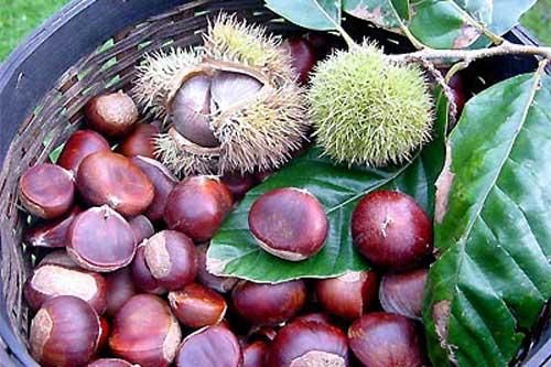 Hạt dẻ: 'Tiên dược' cho sức khỏe mọi người