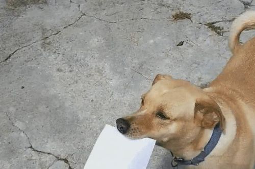 Chú chó thông minh nhận thư giúp chủ suốt hơn 4 năm