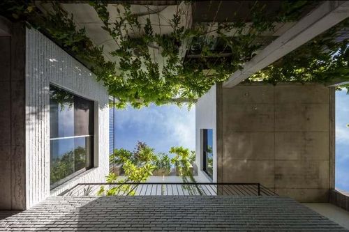 Rừng cây ăn quả nhiệt đới phủ kín mái nhà ở Đà Nẵng